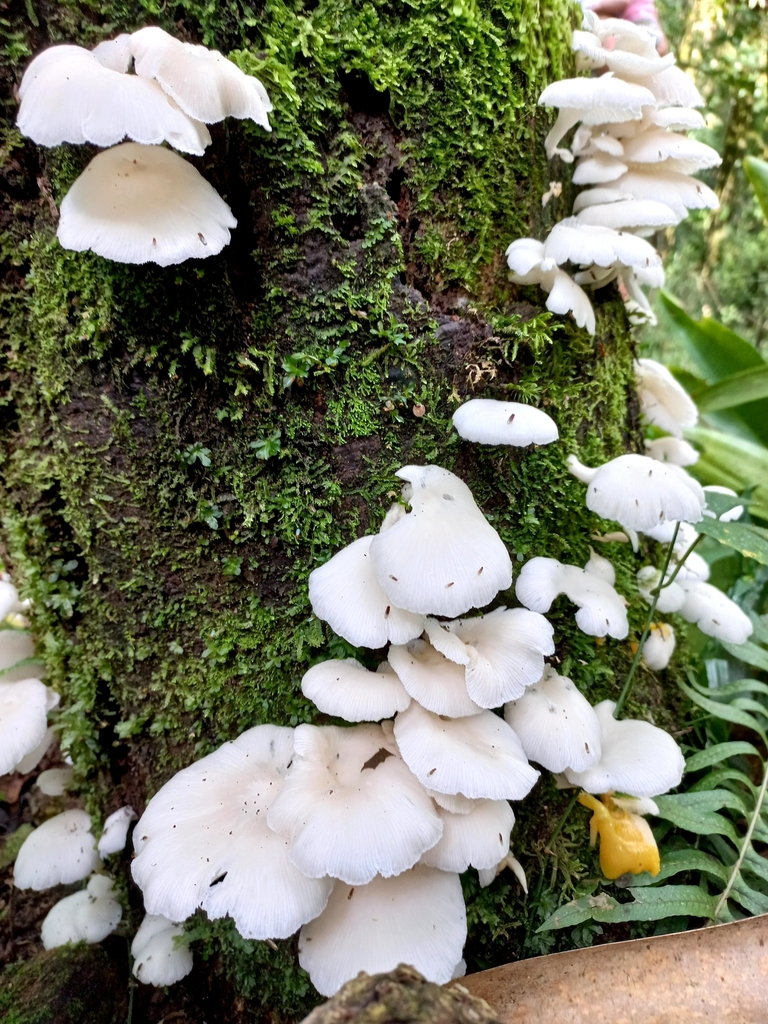 Pleurotus albidus · April 2022 · photo: © unaecoturismo (iNaturalist, cc-by-sa)