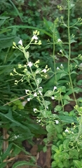Magnoliopsida