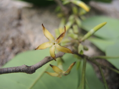 Aspidosperma megalocarpon