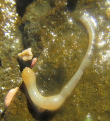 Phascolosoma annulatum