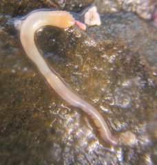 Phascolosoma annulatum