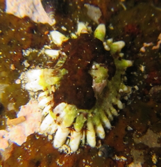Siphonaria australis