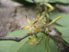 Aspidosperma megalocarpon