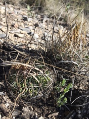 Echinofossulocactus lloydii