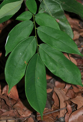 Crudia oblonga