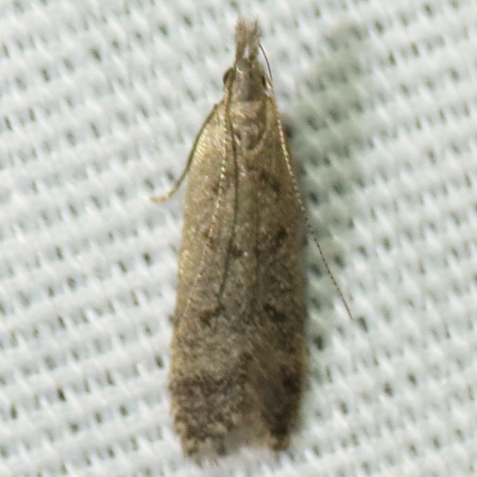 Dichomeris empusa