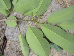 Aspidosperma megalocarpon