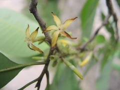 Aspidosperma megalocarpon