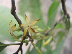 Aspidosperma megalocarpon