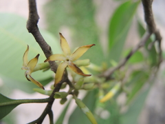Aspidosperma megalocarpon