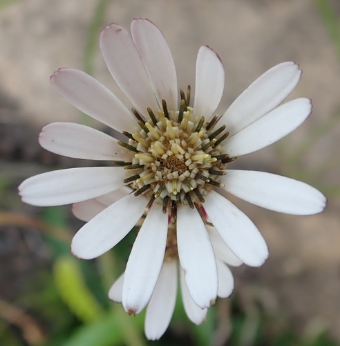 Image of Gerbera serrata by (c) Nicola van Berkel, some rights reserved (CC BY-SA)