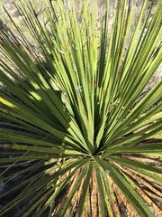 Dasylirion cedrosanum