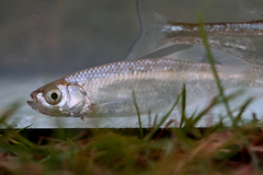 Leucaspius delineatus