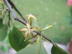 Aspidosperma megalocarpon