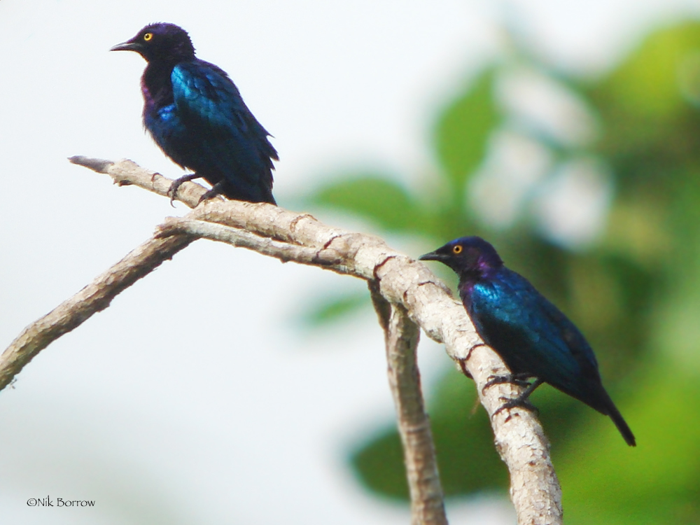 Copper-tailed Starling photo