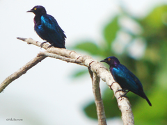 Hylopsar cupreocauda