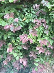 Loropetalum chinense
