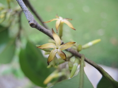 Aspidosperma megalocarpon