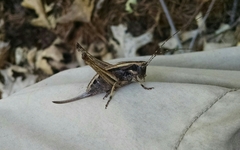 Neduba