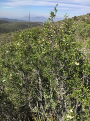 Lindleya mespiloides