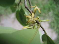 Aspidosperma megalocarpon