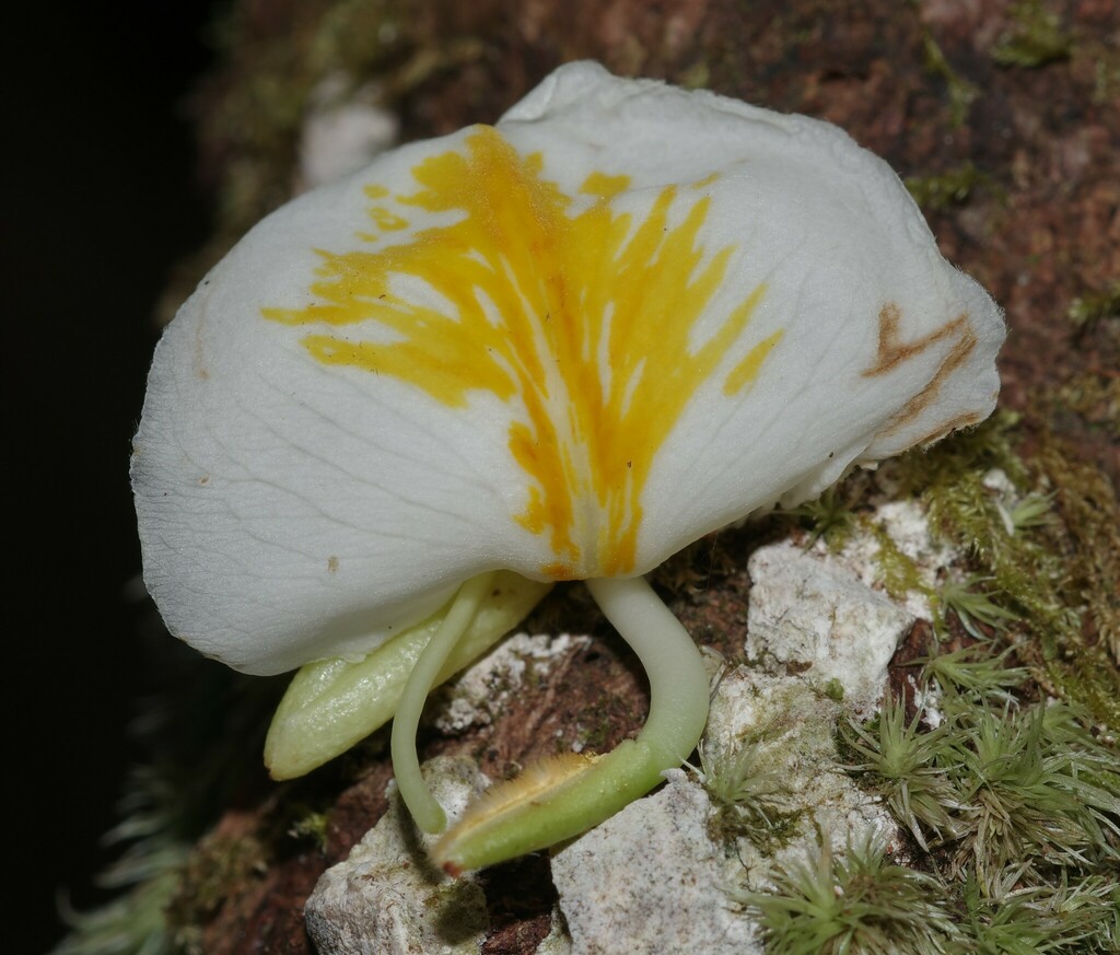 Ruizterania albiflora