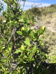 Lindleya mespiloides