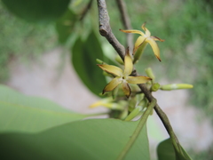 Aspidosperma megalocarpon