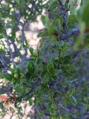 Lindleya mespiloides