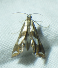 Chrysendeton imitabilis
