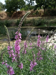 Lythrum salicaria