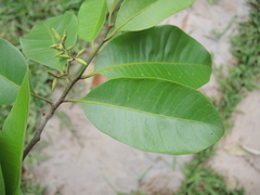 Aspidosperma megalocarpon