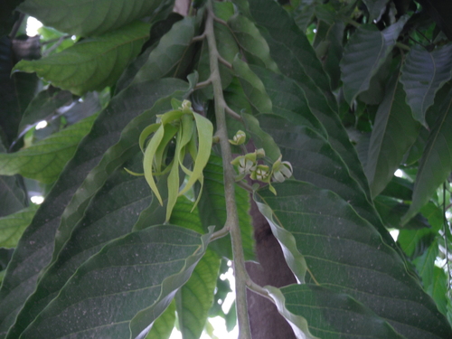 Cananga odorata