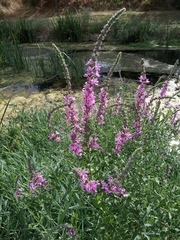 Lythrum salicaria