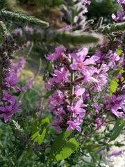 Lythrum salicaria