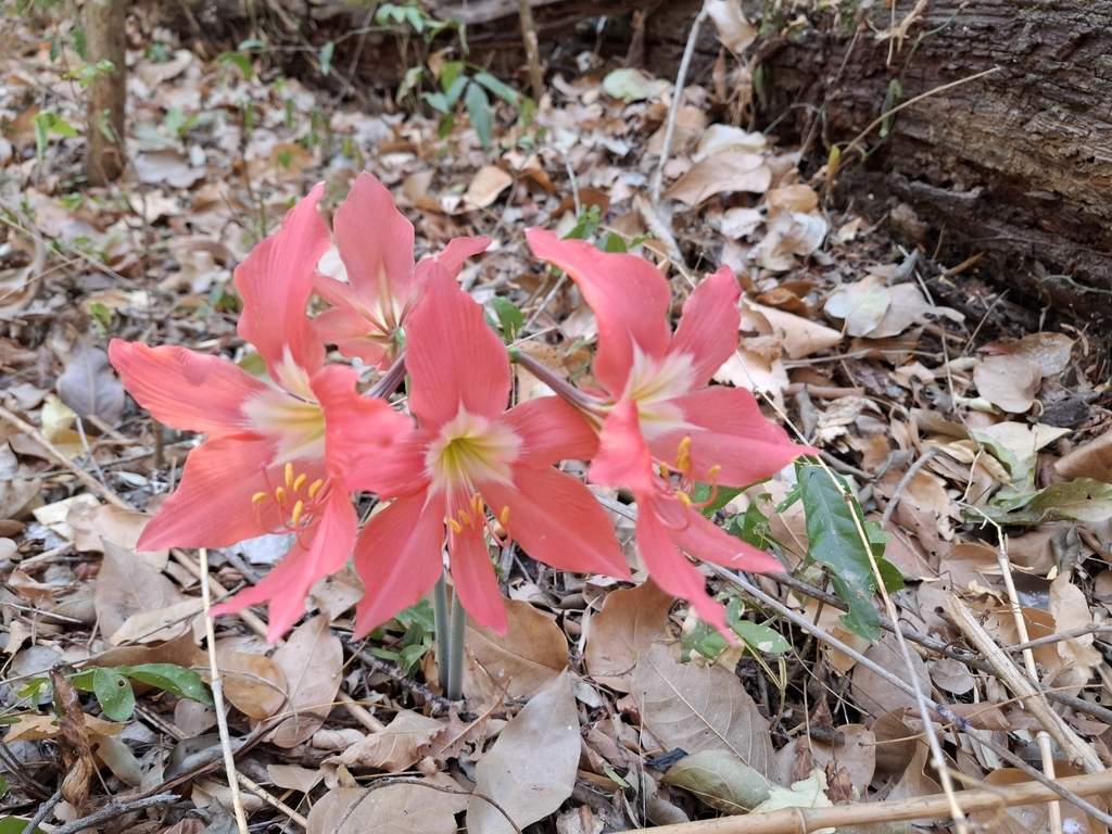 Hippeastrum puniceum, Franz Tamayo, BO-LP, BO