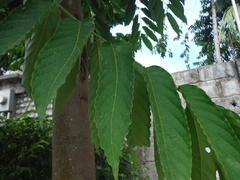 Cananga odorata