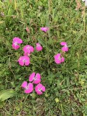 Dianthus pavonius