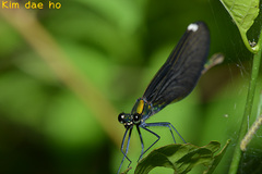Calopteryx japonica