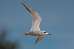 Snowy-Crowned Tern photo 4