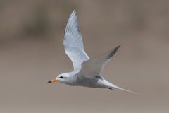 Snowy-Crowned Tern photo 2