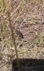 Dasypogon