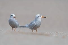 Snowy-Crowned Tern photo 5