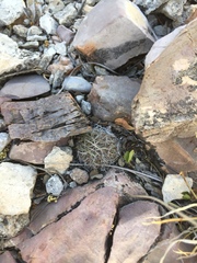 Echinofossulocactus lloydii