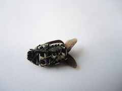 Amithao marginicollis