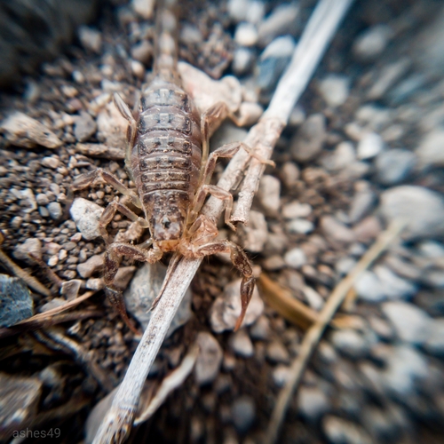 Mesomexovis punctatus
