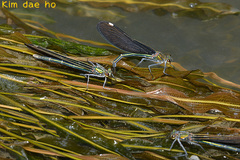 Calopteryx japonica