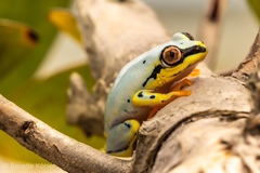 Heterixalus madagascariensis