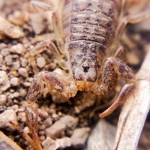 Mesomexovis punctatus