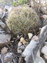 Coryphantha delicata